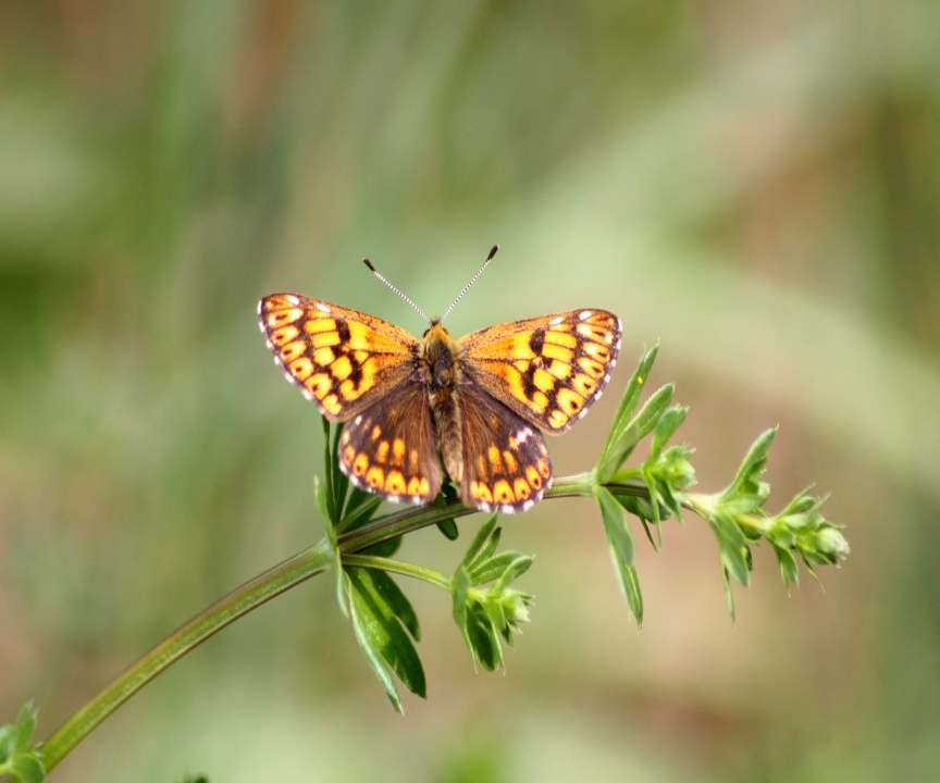 farfalla da identificare
